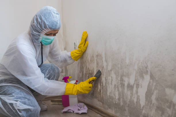 Best Basement Mold Remediation in Gueydan, LA