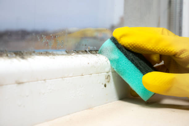 Best Emergency Mold Remediation in Gueydan, LA