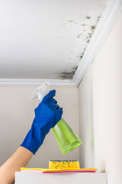 Best Bathroom Mold Remediation in Gueydan, LA